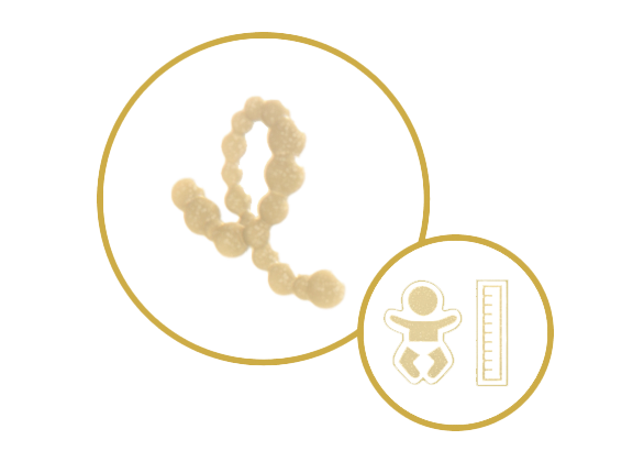 Hochwertiges Protein - Icon 